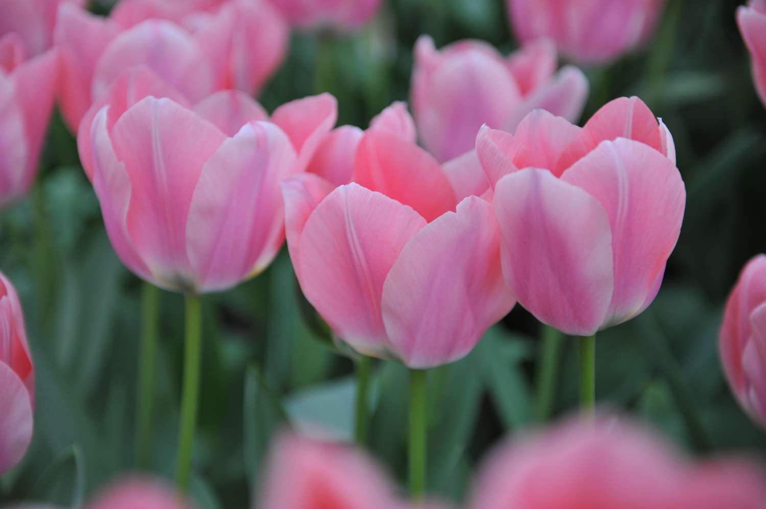 Tulppaani 'Apricona'
